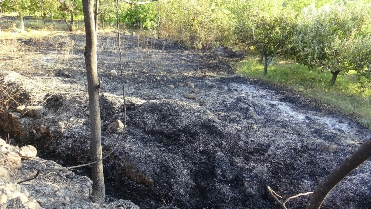 Otların Temizlenmesi İçin Yakılan Ateş Ceviz Ve Elma Ağaçlarına Zarar Verdi