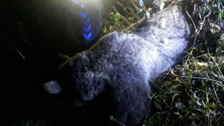 Bahçe Teline Takılan Yavru Ayı Boğularak Telef Oldu