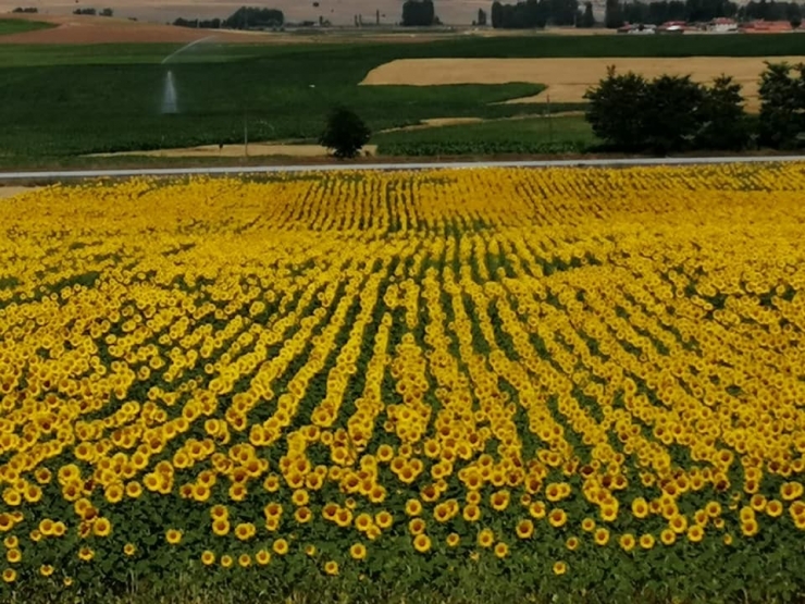 Kütahya’nın En Verimli Topraklarında Ayçiçek Bereketi