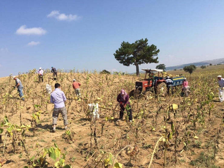 Kütahya’nın En Verimli Topraklarında Ayçiçek Bereketi