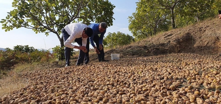 Başkan Özcan Üreticiyle Birlikte İncir Hasat Etti