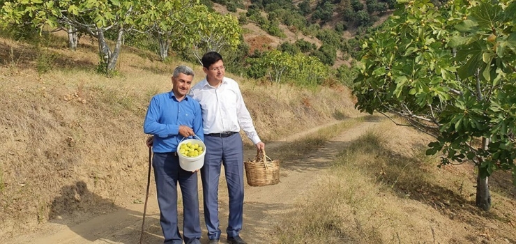 Başkan Özcan Üreticiyle Birlikte İncir Hasat Etti