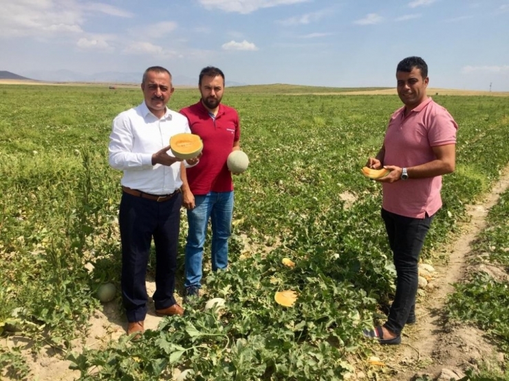 Niğde’de Üretilen Kantalup Kavunu Avrupa’ya Satılıyor