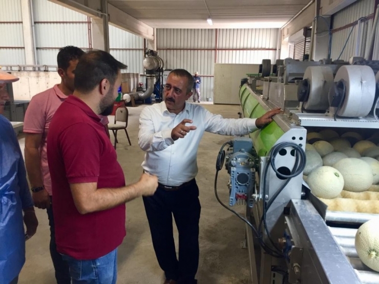 Niğde’de Üretilen Kantalup Kavunu Avrupa’ya Satılıyor