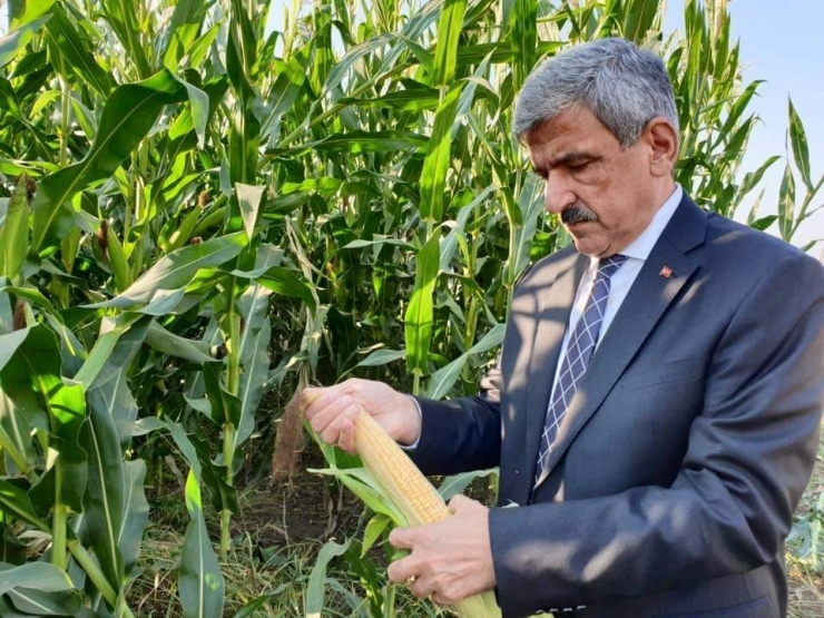 Vezirköprü, Tarım Fuarı’na ’Kenevir’ İle Damga Vuracak