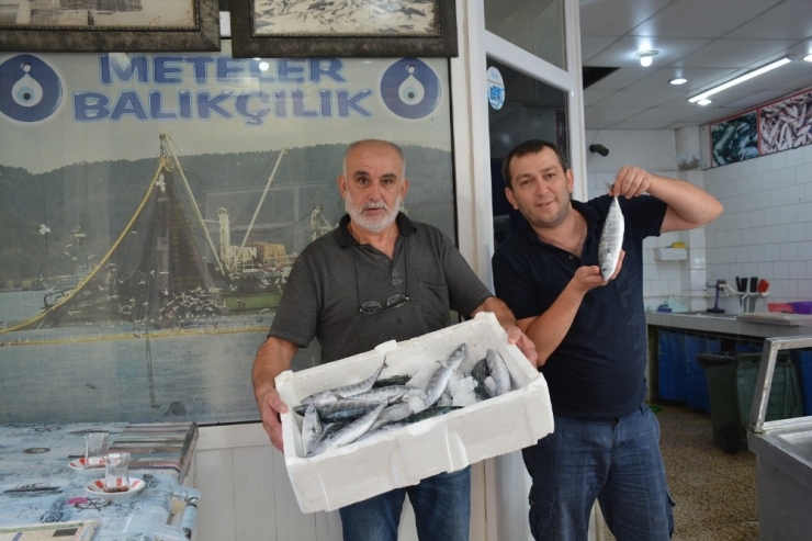 Sinop’ta İlk Palamutlar Tezgahlara Geldi