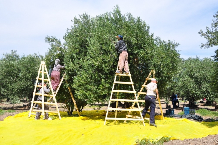 ‘Zeytinin Başkenti’ Akhisar’da Hasat Başladı