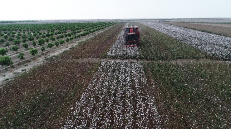 Yerli Pamuk İthal Pamuğun Önüne Geçemiyor