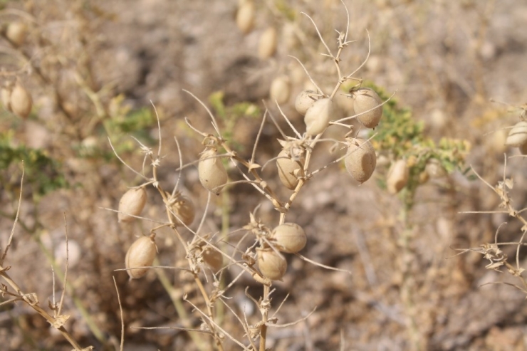 Bakliyat Üreticisinin Yüzü Gülüyor