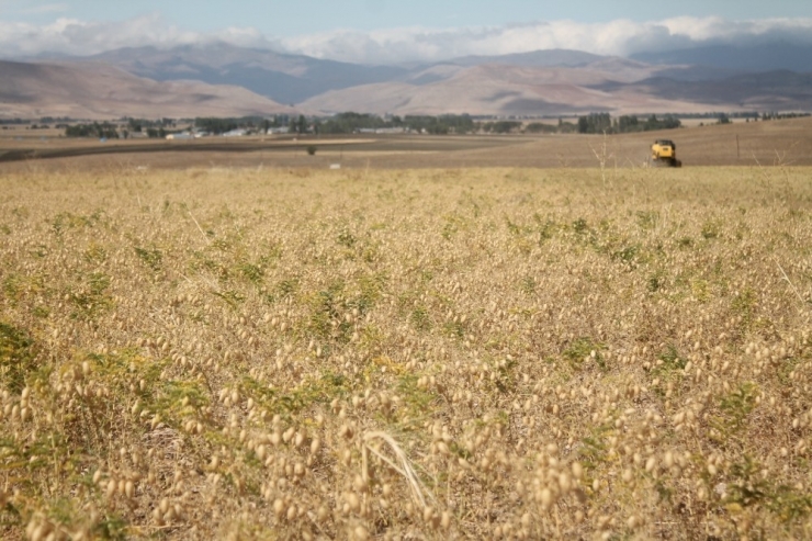Bakliyat Üreticisinin Yüzü Gülüyor