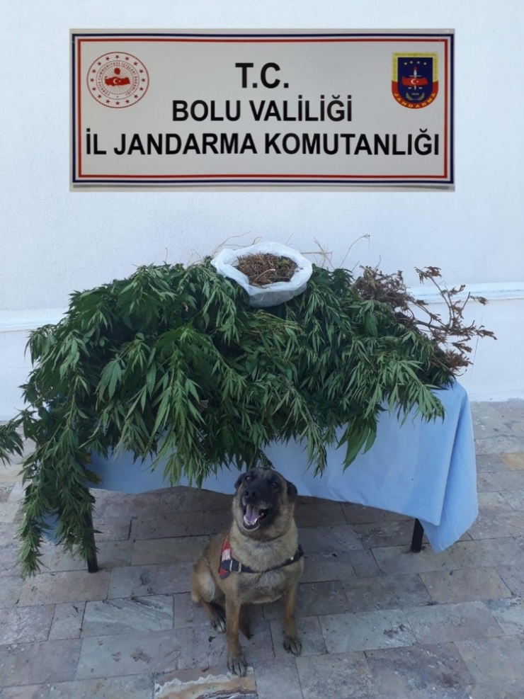 Bolu’da Uyuşturucu Operasyonu: 1 Tutuklu