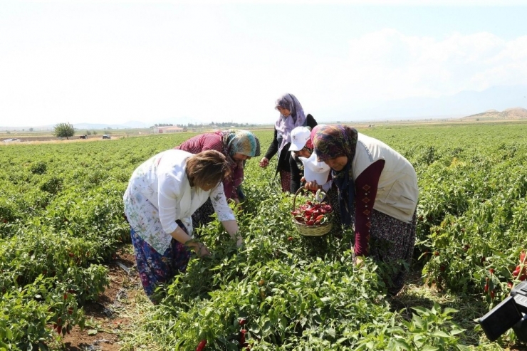 Gastronomi Kentinde Türkülerle Biber Hasadı