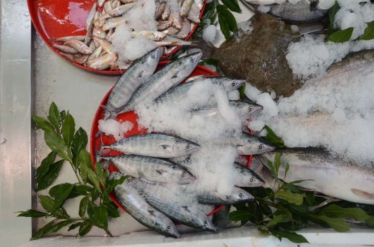 Palamut Fiyatı 7’ye Katladı