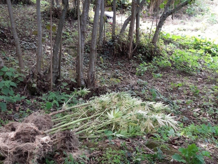 Turşu Bidonları İçinde Kubar Esrar Ele Geçti