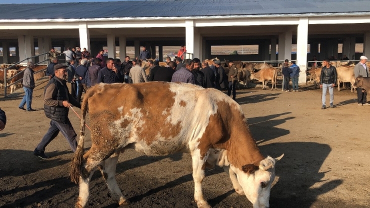 Kars’ta Saman Fiyatları Hayvan Pazarını Olumsuz Etkiliyor
