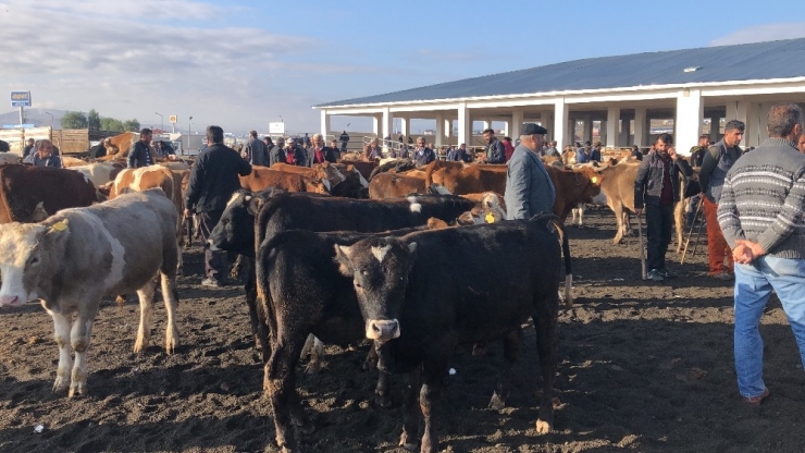 Kars’ta Saman Fiyatları Hayvan Pazarını Olumsuz Etkiliyor