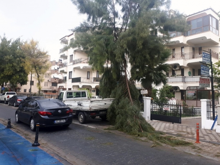Milas’ta, Rüzgarın Etkisiyle Bir Çam Ağacının Dalı Kırıldı