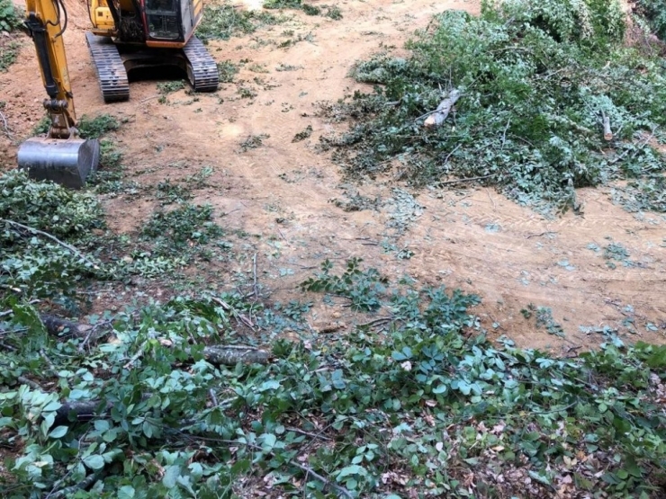 Kestiği Ağacın Dalı Canına Mal Oldu