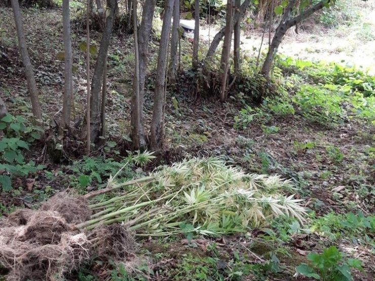 Turşu Bidonları İçinde Kubar Esrar Ele Geçti