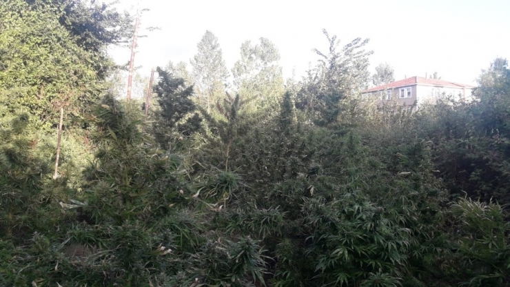 Jandarmadan Esrar Operasyonu