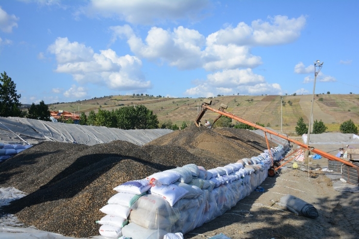 Ayçiçeği Üreticisinin Fiyat Sıkıntısı