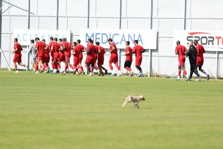 Sivasspor İdmanına Davetsiz Misafir