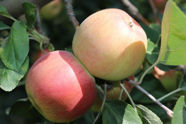 Amasya Misket Elmasının Hasadı Başladı