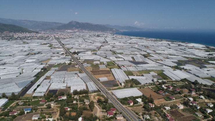 Muz İthalatı Gelecek Sene Bitecek