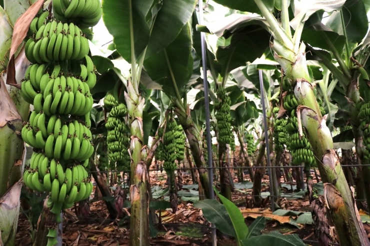 Muz İthalatı Gelecek Sene Bitecek