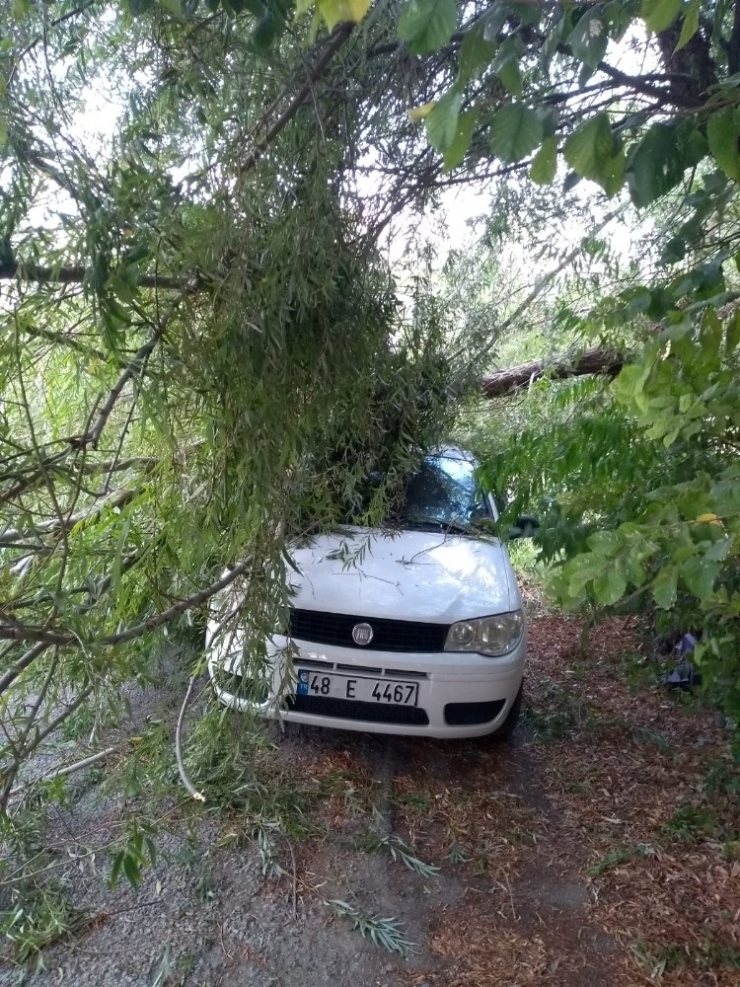 Ağaç Dalları Devrildi, Otomobiller Hasar Gördü