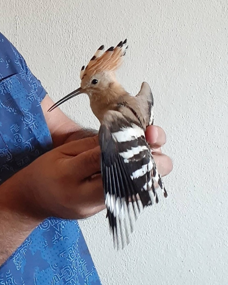 Yaralı İbibik Kuşu Tedavi Altına Alındı