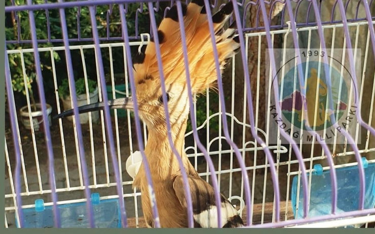 Yaralı İbibik Kuşu Tedavi Altına Alındı