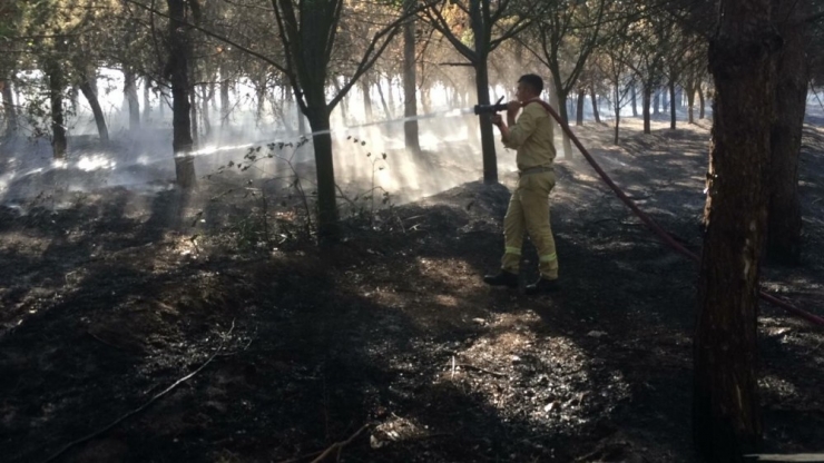 Çorlu’da 15 Temmuz Şehitler Ve Demokrasi Ormanı’nda Yangın