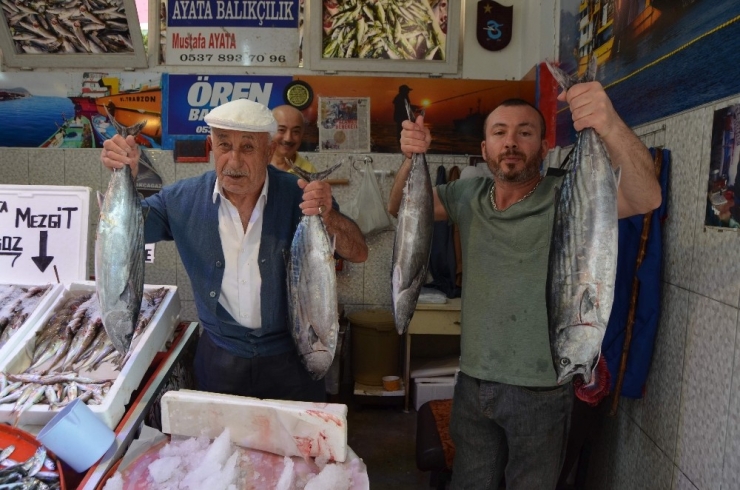 Trabzon Açıklarında Avlanan Torikler Tezgâhları Süslemeye Başladı