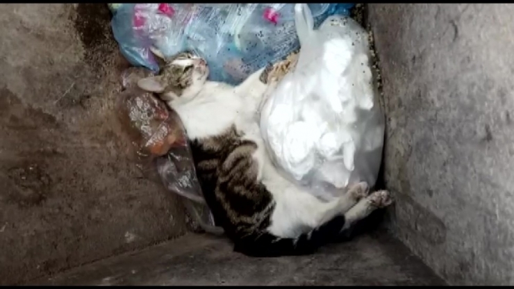 Kedilerin Zehirlenerek Telef Edildiği İddiası