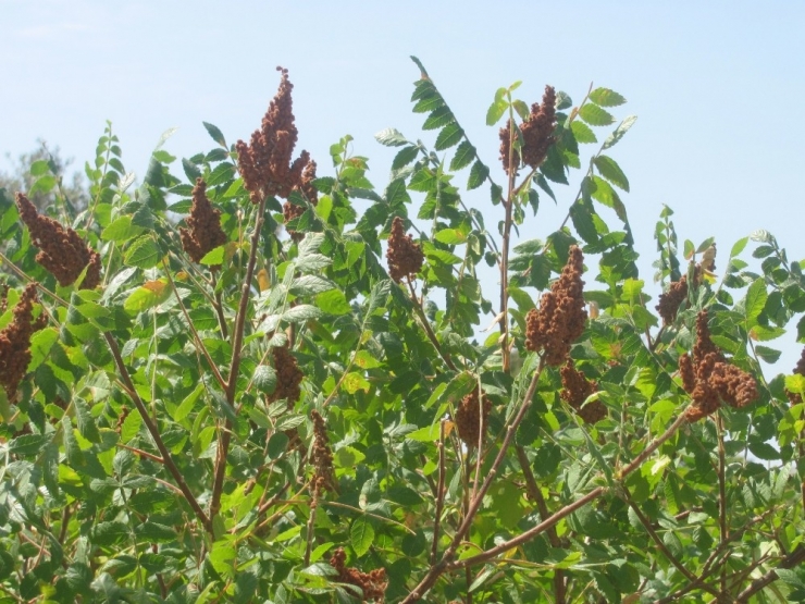 Araban İlçesinde Sumak Hasadına Başlandı