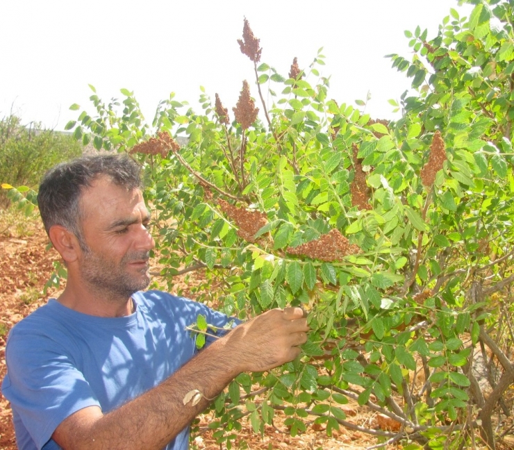Araban İlçesinde Sumak Hasadına Başlandı