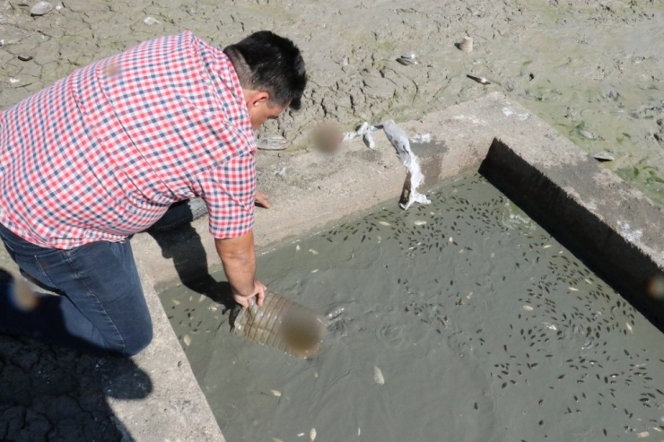 Sular Çekilince Binlerce Balık Telef Oldu