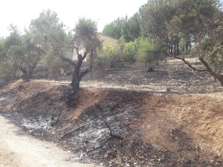 Kahramanmaraş’ta Zeytinlik Alanda Yangın