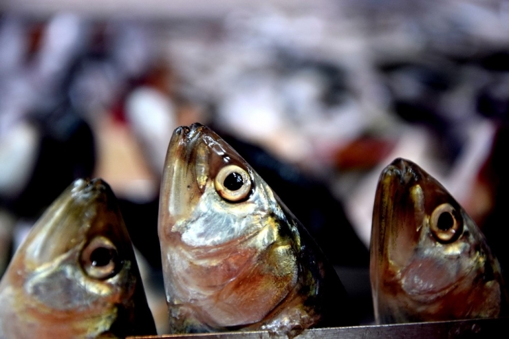 Arslan: "Karadeniz Alarm Veriyor, Balık Av Sezonu Kasım’da Kapanabilir"