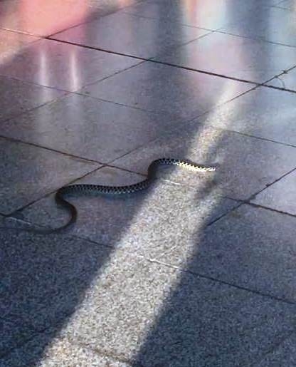 Havalimanına Valizle Geldi, Ortalığı Bir Birine Kattı