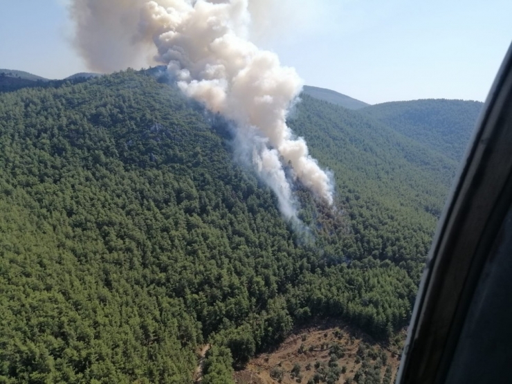 Milas’ta Orman Yangını