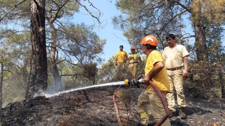Asırlık Çam Ağaçları Alevlere Teslim Oldu
