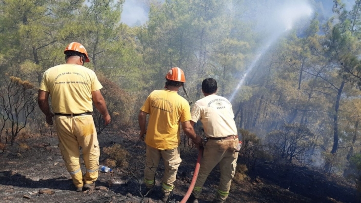 Asırlık Çam Ağaçları Alevlere Teslim Oldu