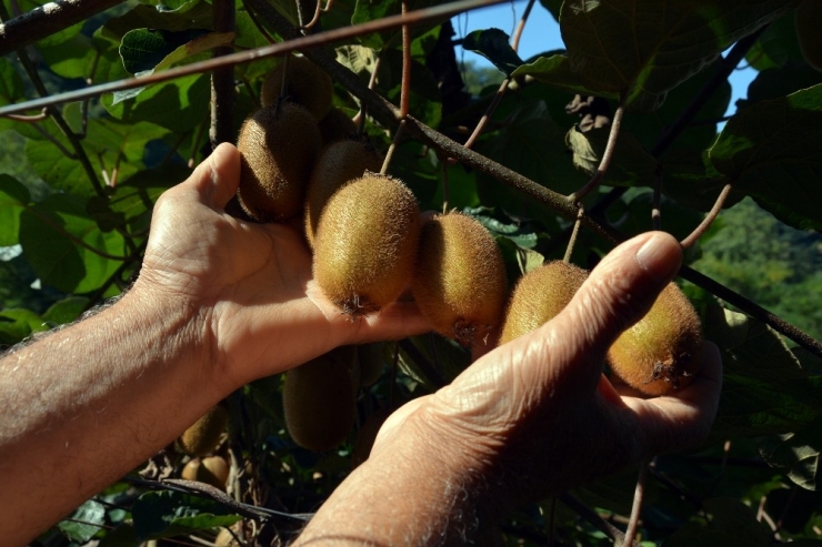 Yağmur, Kivi Üreticisine Yaradı
