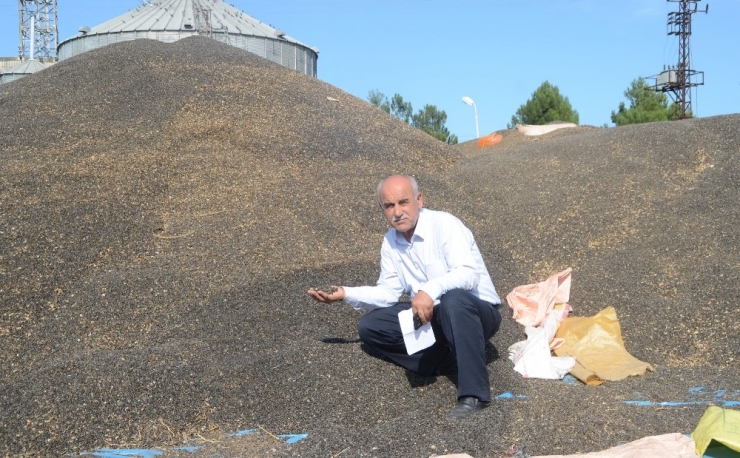 Ayçiçeği Üreticileri Fiyatlardan Memnun Değil