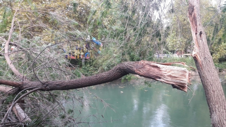 Kozan’da Fırtına Ağaçları Devirdi