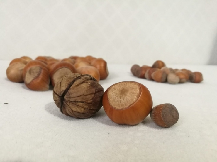 Ceviz Büyüklüğündeki ‘Fındık’ Şaşırtıyor