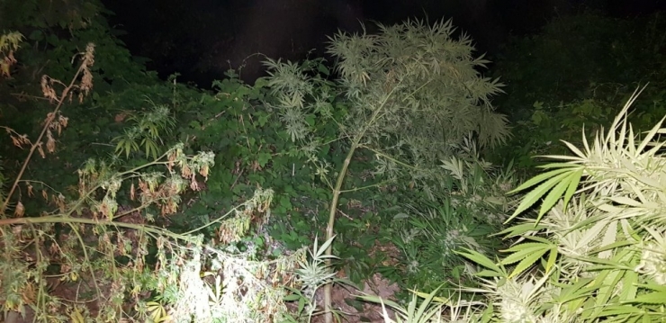 Metrelerce Uzunlukta Kenevirlerin Bulunduğu Tarlaya Drone İle Polis Baskını