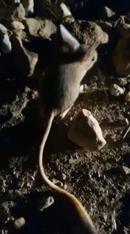 Erzincan’da Kanguru Faresine Benzeyen Arap Tavşanı Görüntülendi